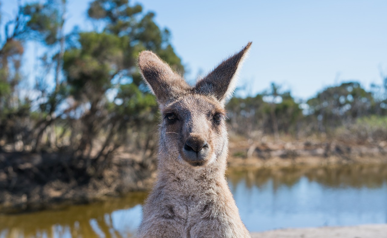 kangaroo  australia  nature free photo