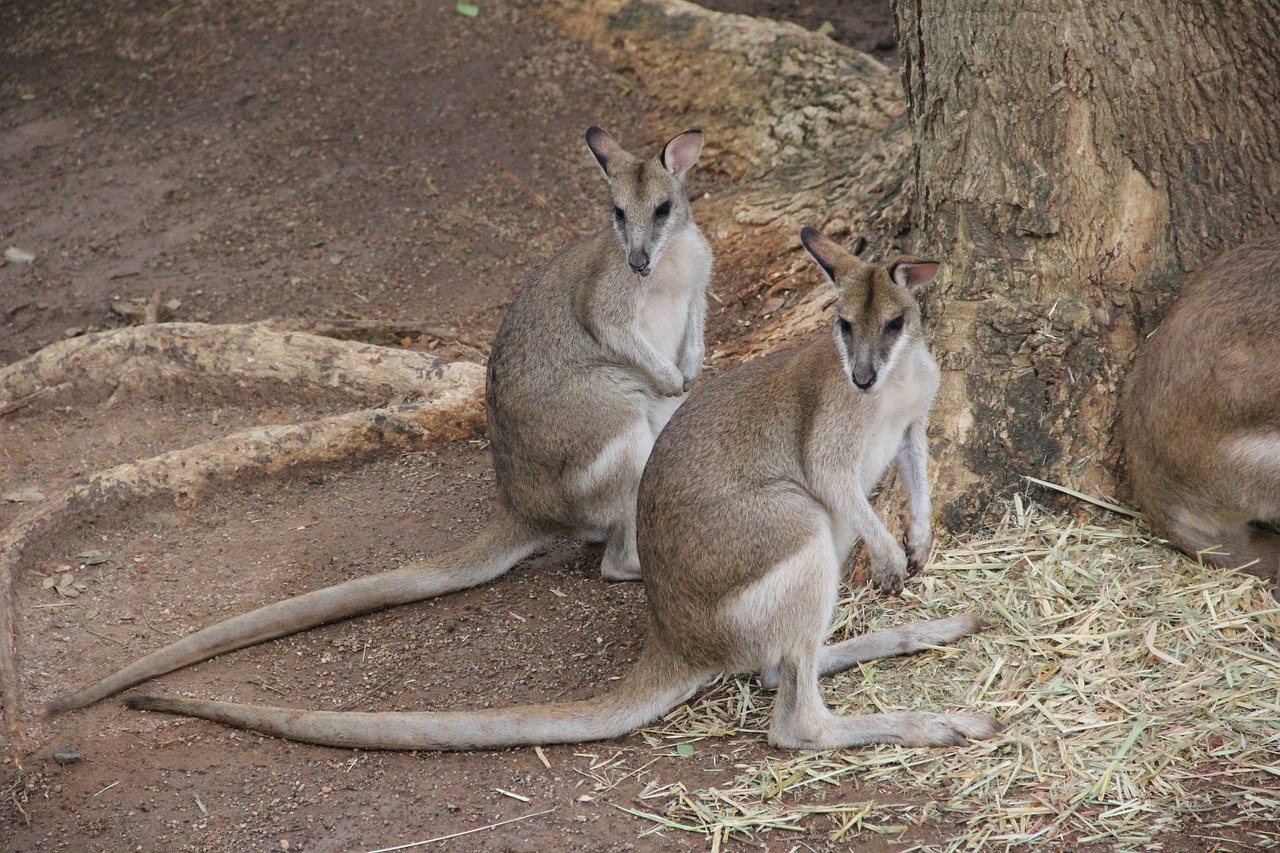 kangaroo  twins  sameness free photo