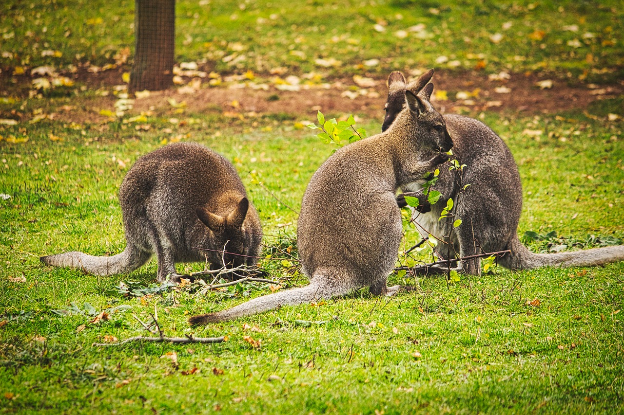 kangaroo  zoo  erfurt free photo