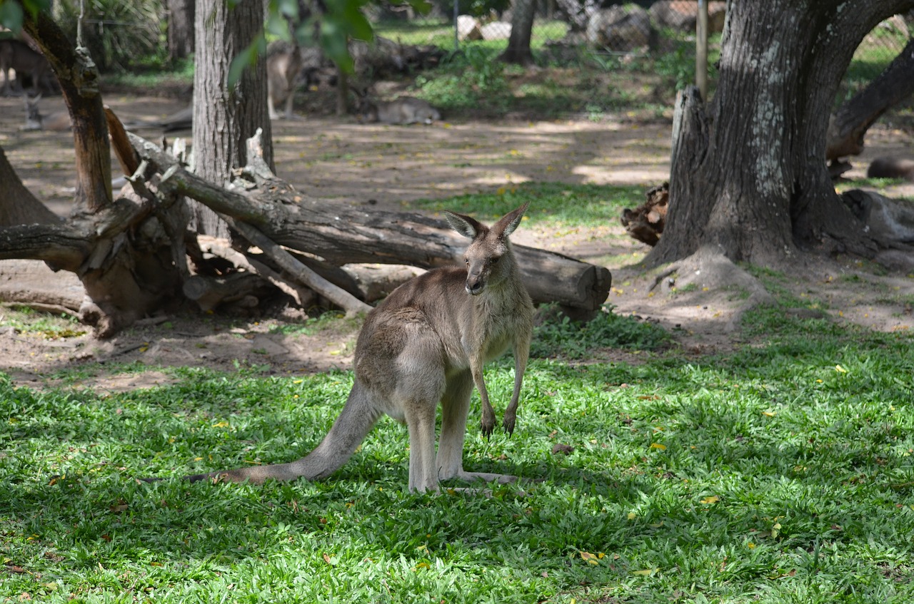 kangaroo  australia  brisbane free photo