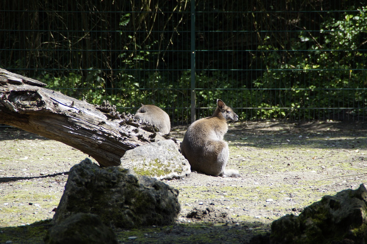 kangaroo bennet's kangaroo zoo free photo