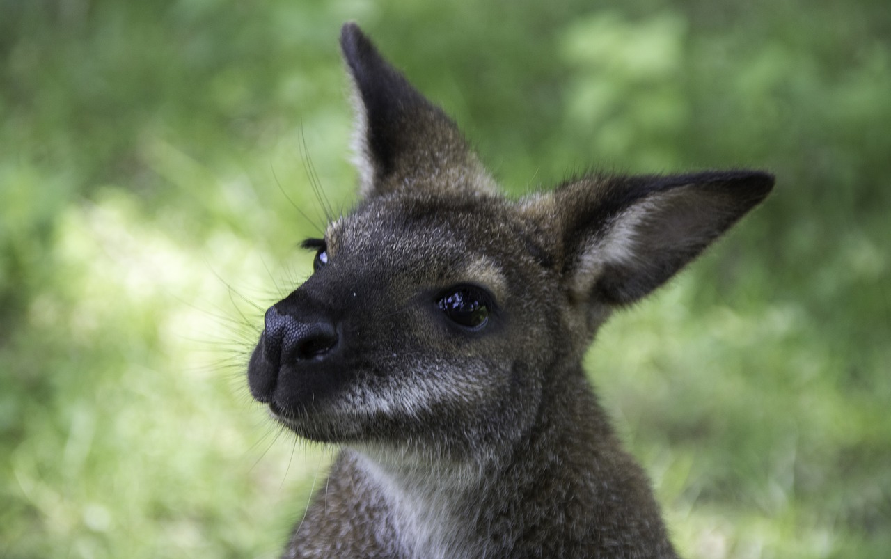 kangaroo  france  zoo free photo