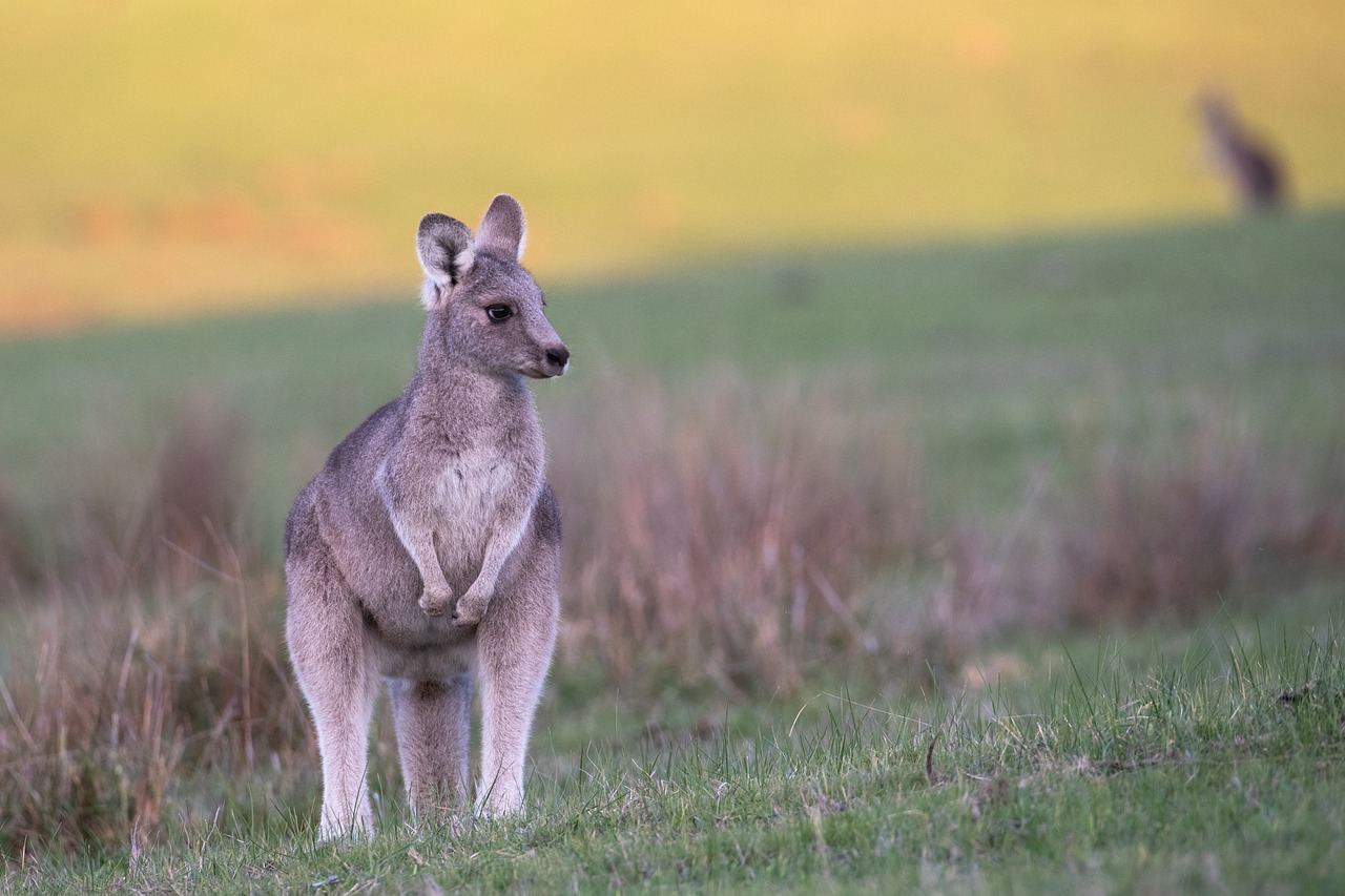 kangaroo  eastern grey  animal free photo