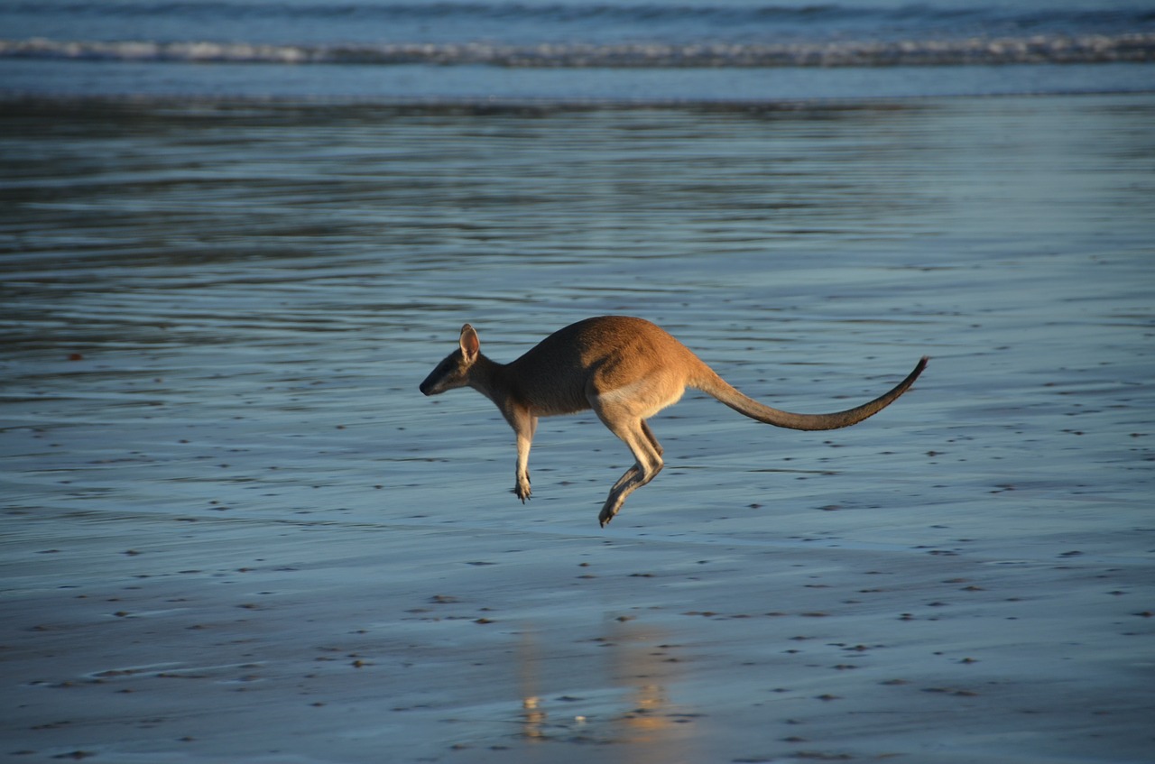 kangaroo marsupial water free photo