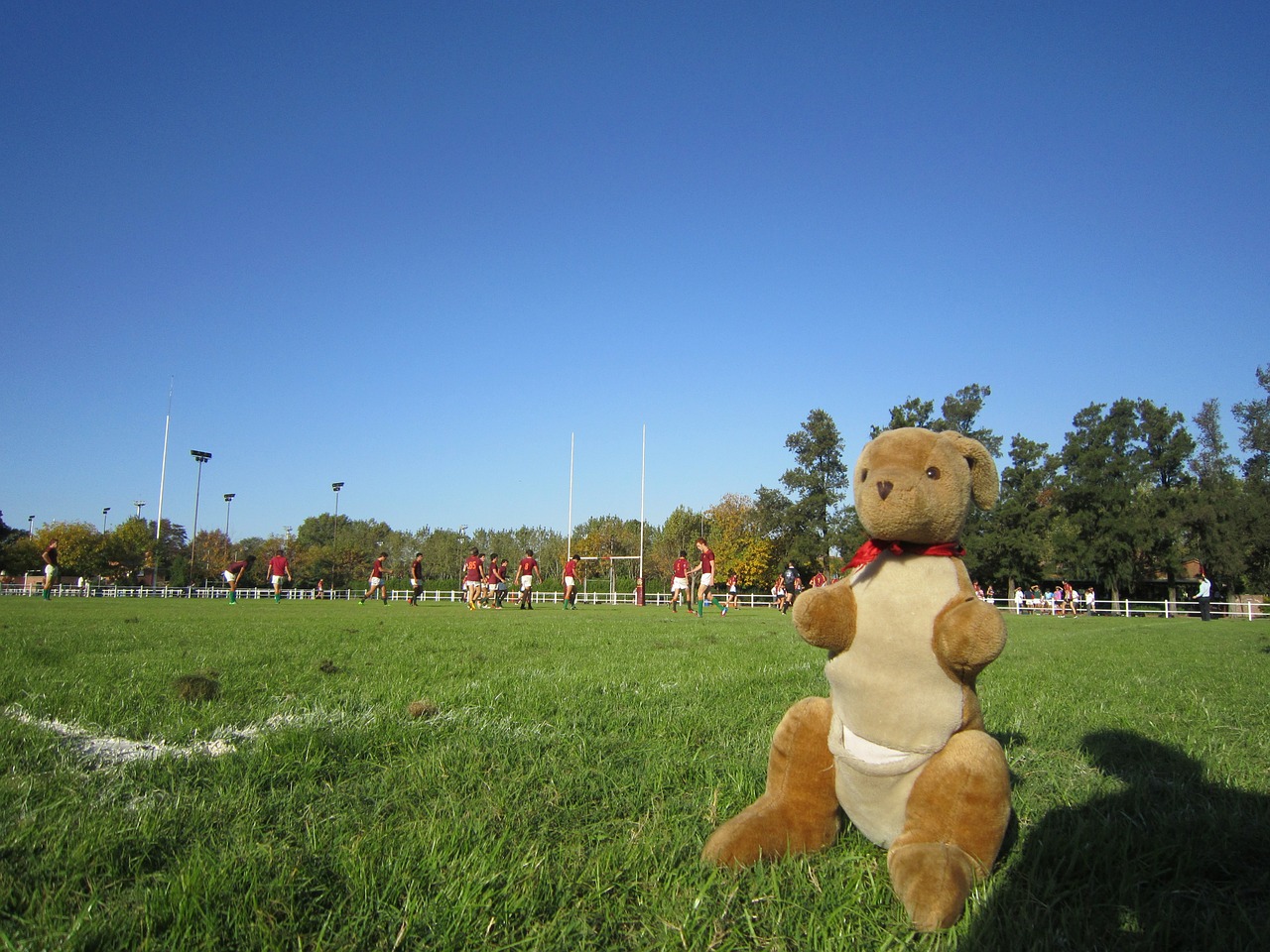 kangaroo mascot rugby free photo