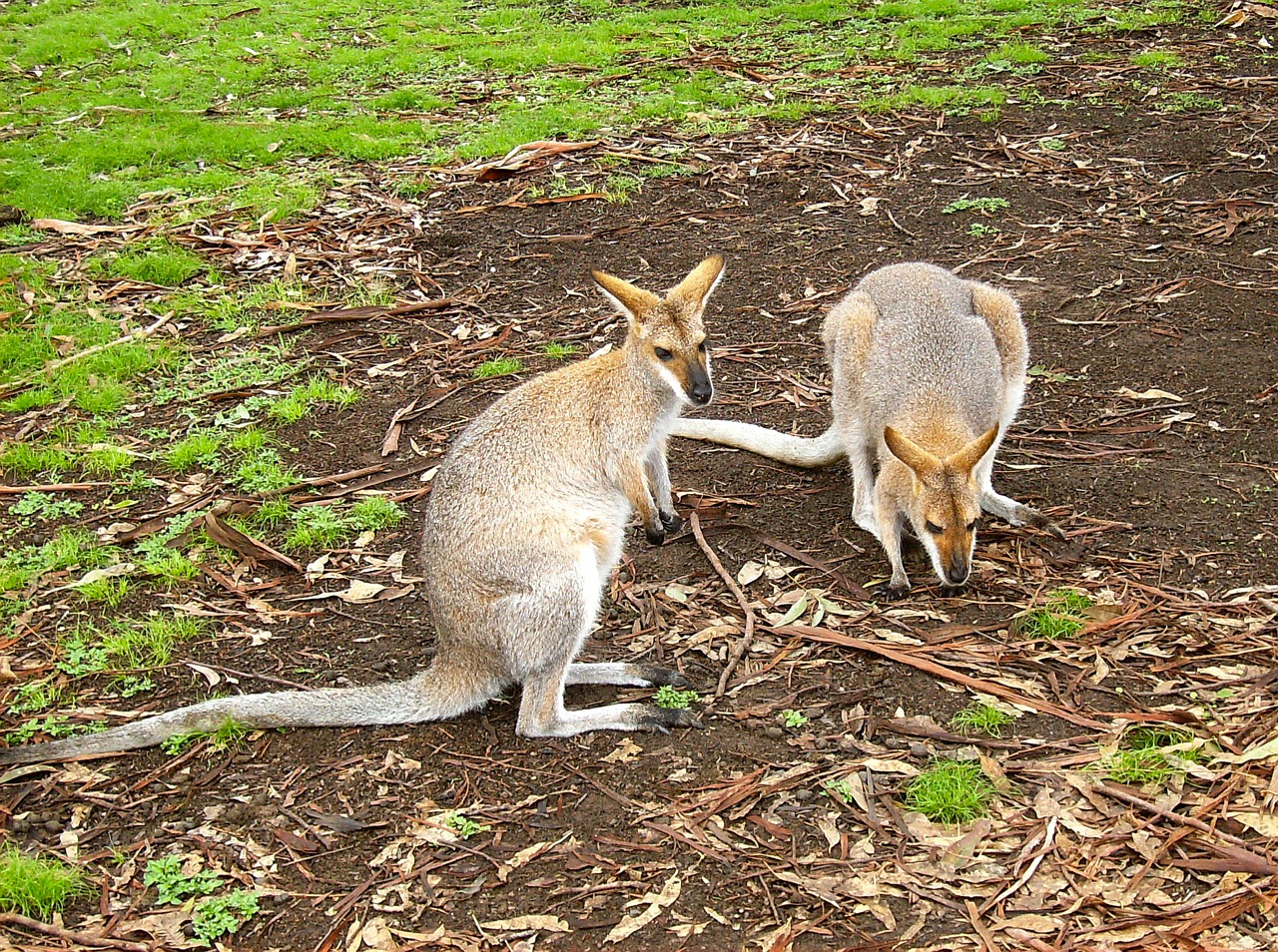 kangaroo australian wallaby free photo