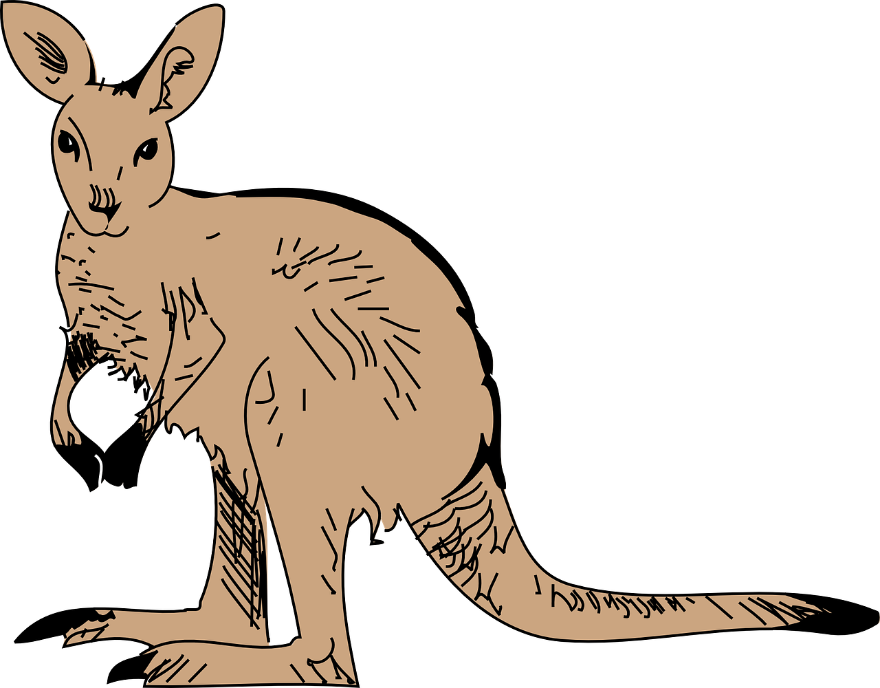 kangaroo pouch long free photo