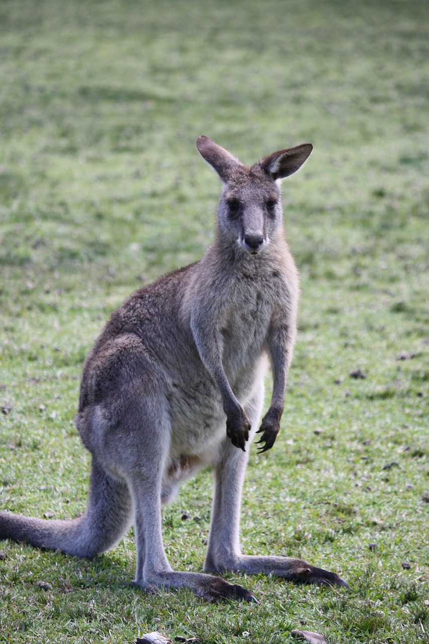 kangaroo australia nature free photo