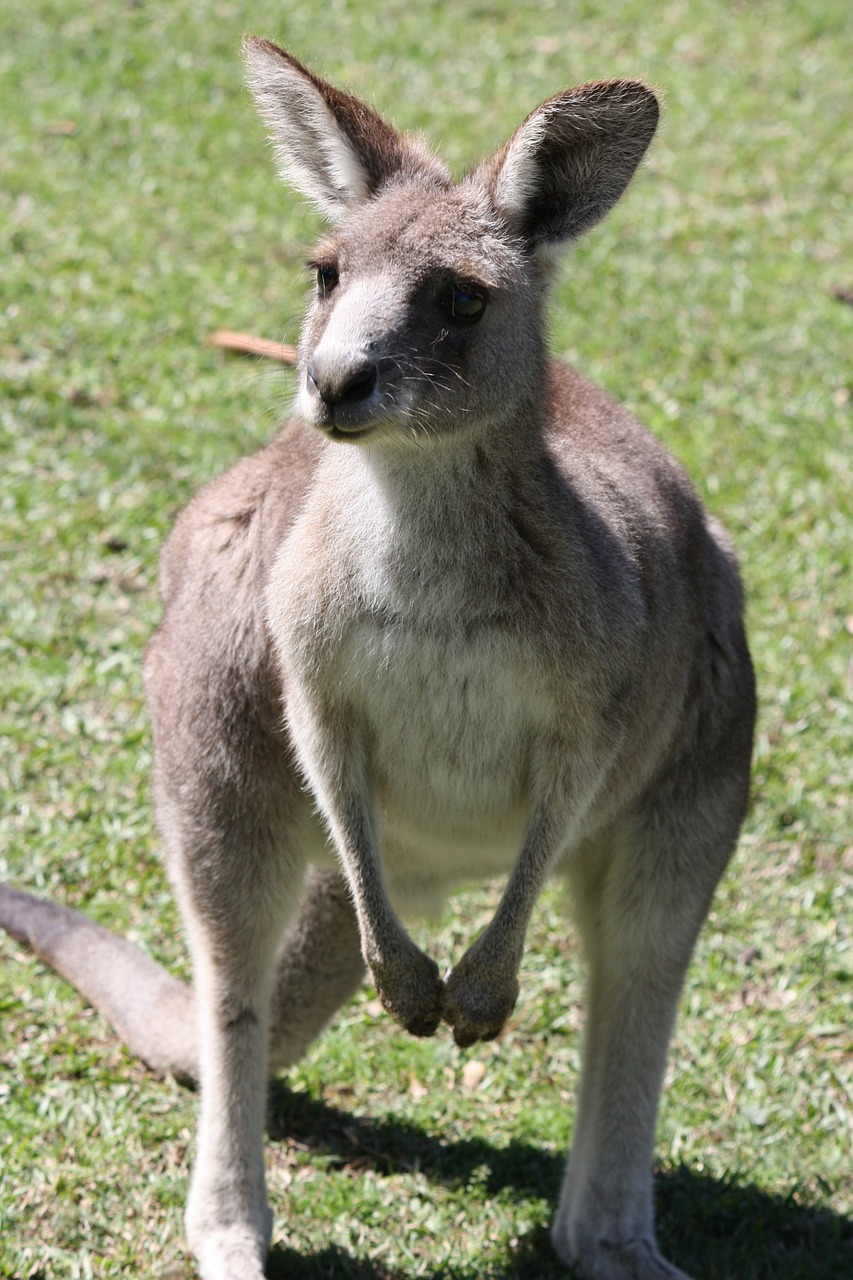 kangaroo australia mar free photo