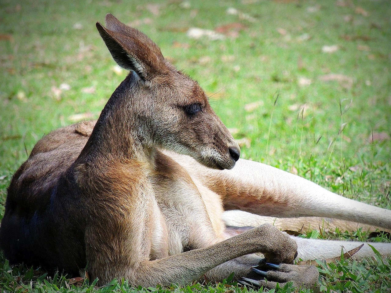 kangaroo male buck free photo