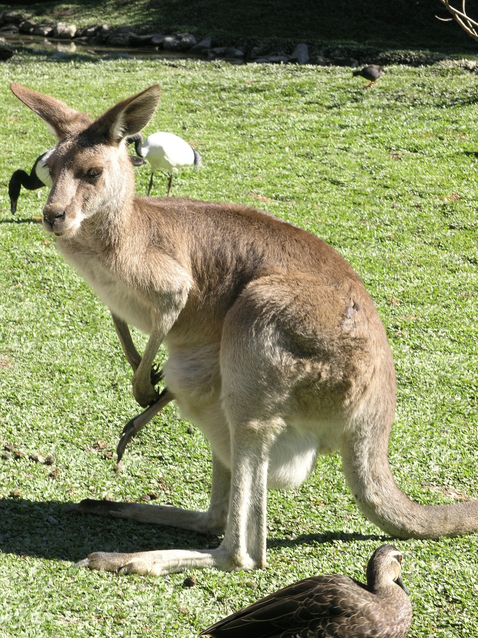 kangaroo australia marsupial free photo