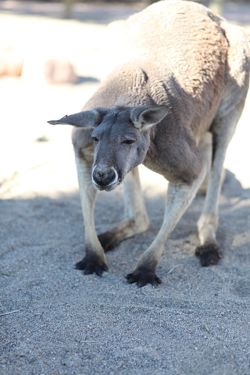 kangaroo animal animal world free photo