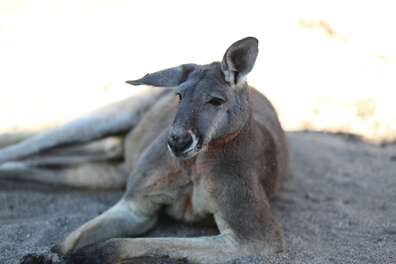 kangaroo animal animal world free photo