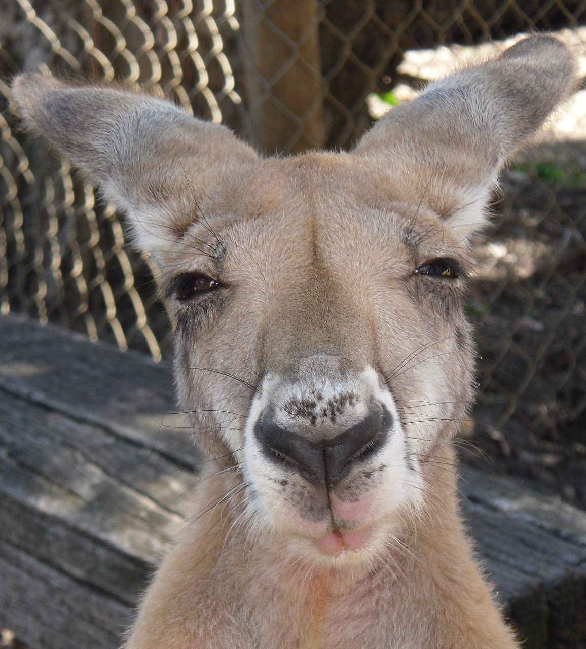 kangaroo wildlife australia free photo