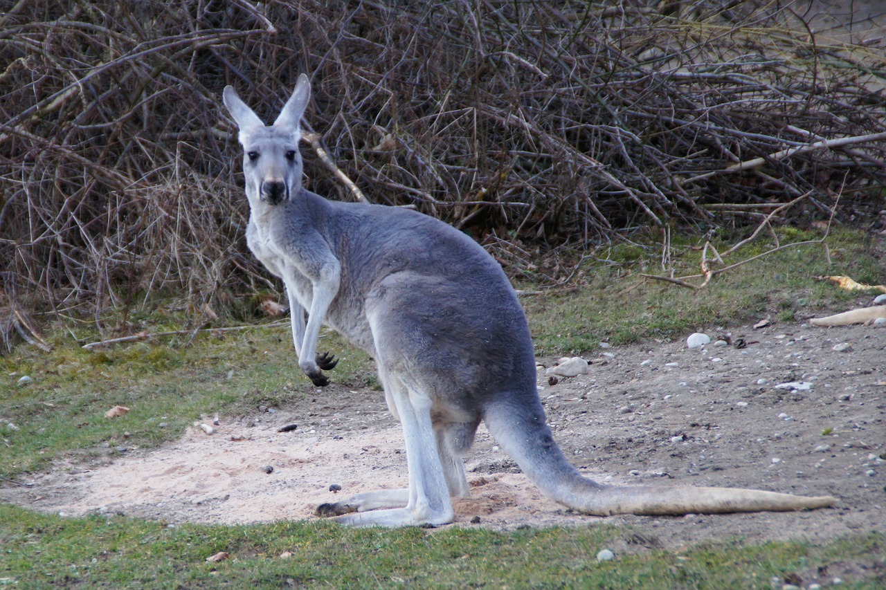 kangaroo marsupial animal free photo