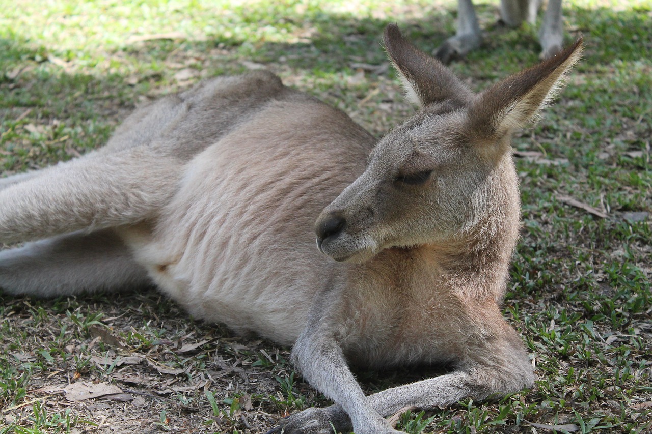 kangaroo australia animals free photo