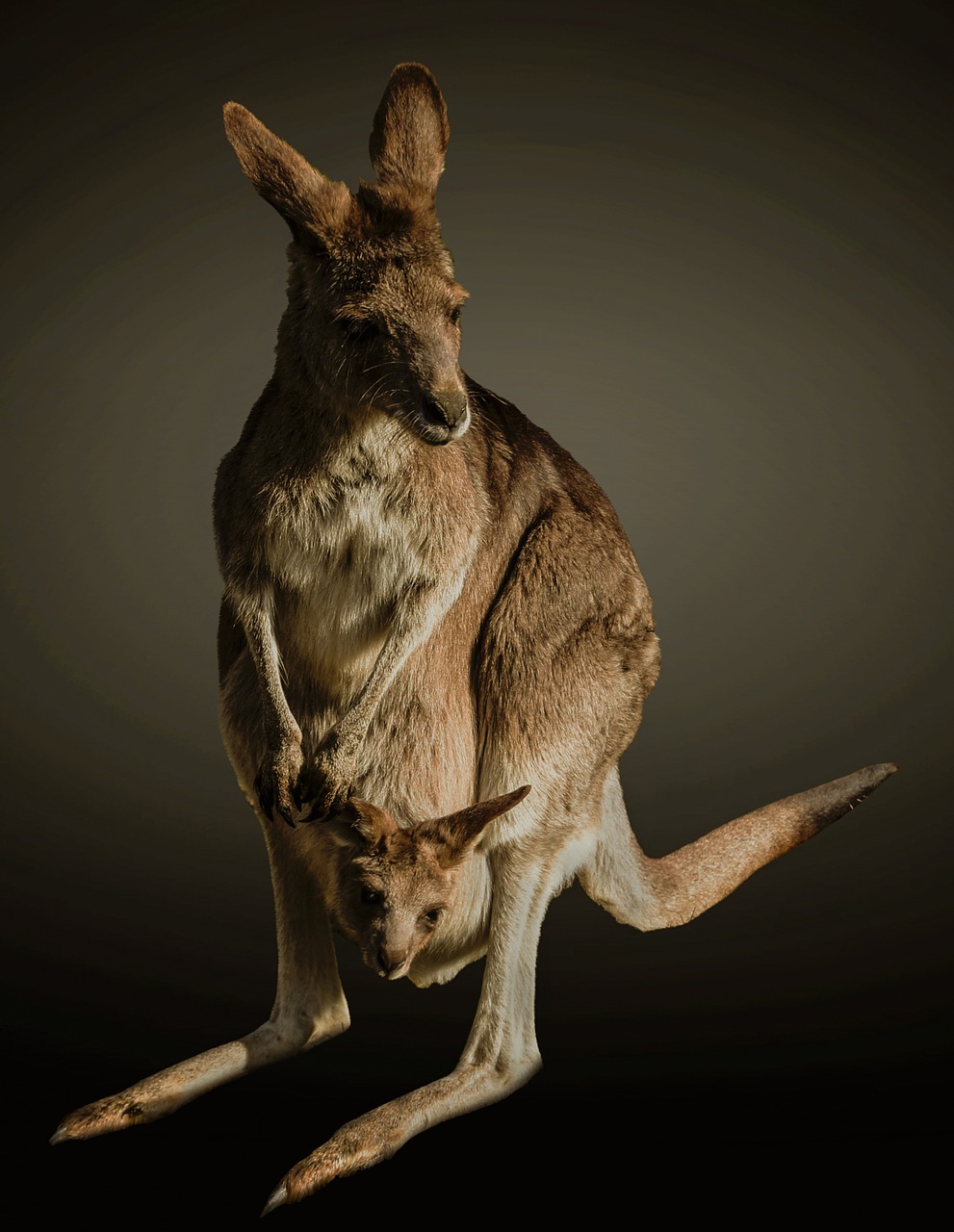 kangaroo bag young animal free photo