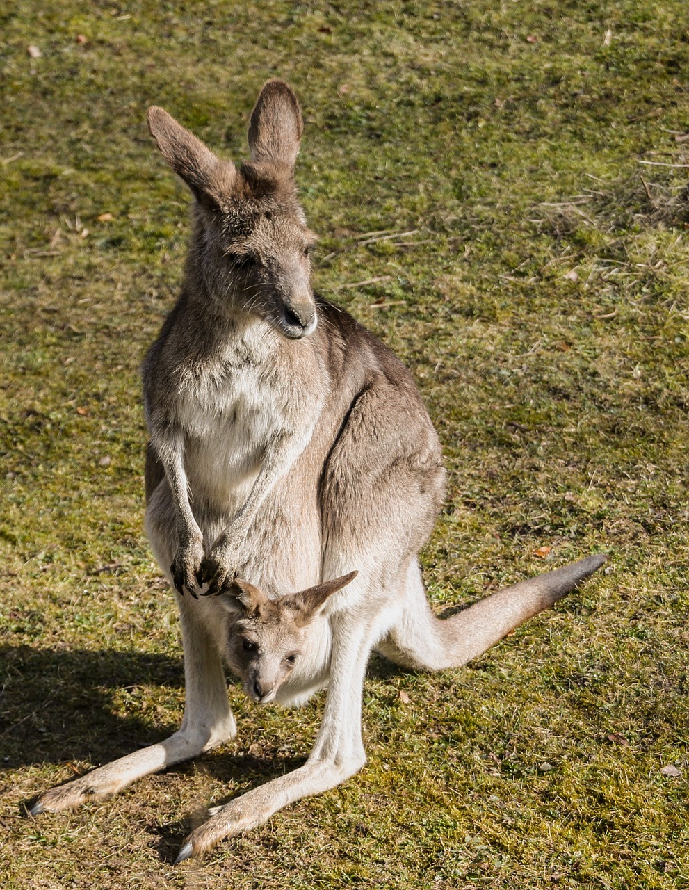 kangaroo bag young animal free photo