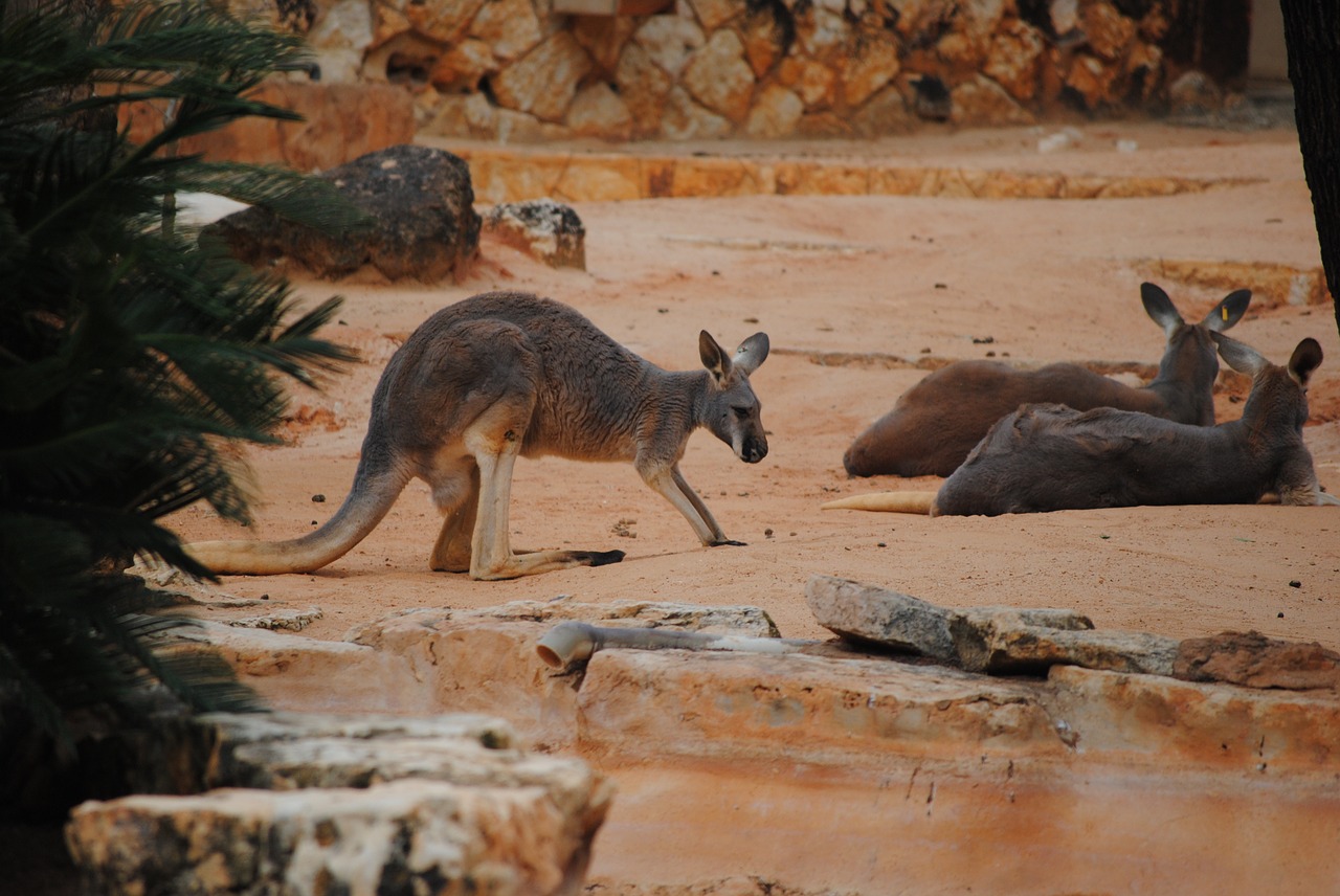 kangaroo brown animal free photo