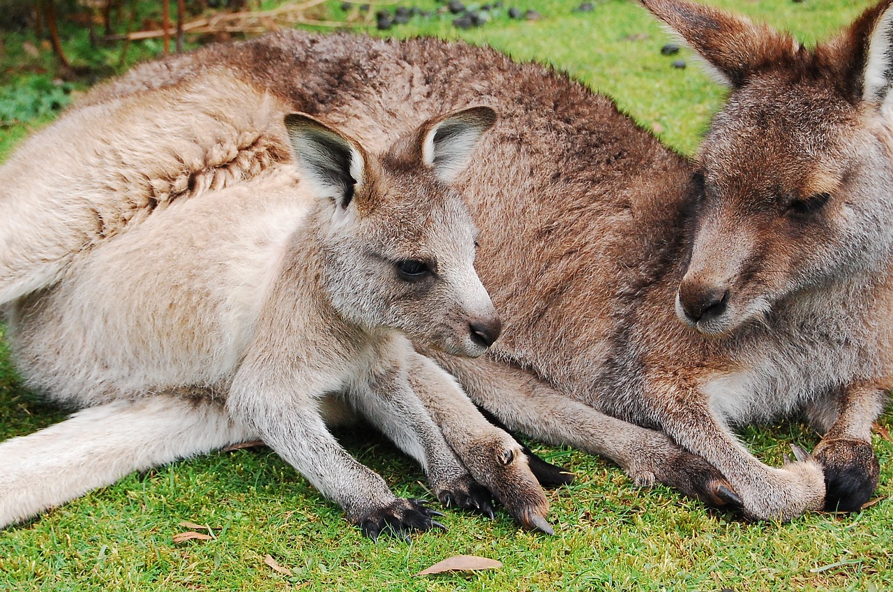 kangaroo joey wallaby free photo