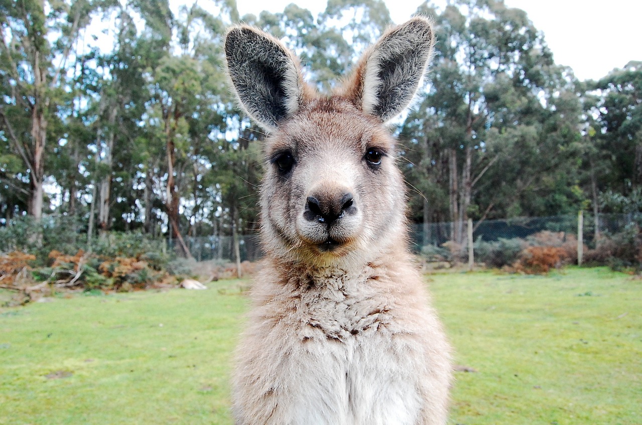 kangaroo wallaby australia free photo