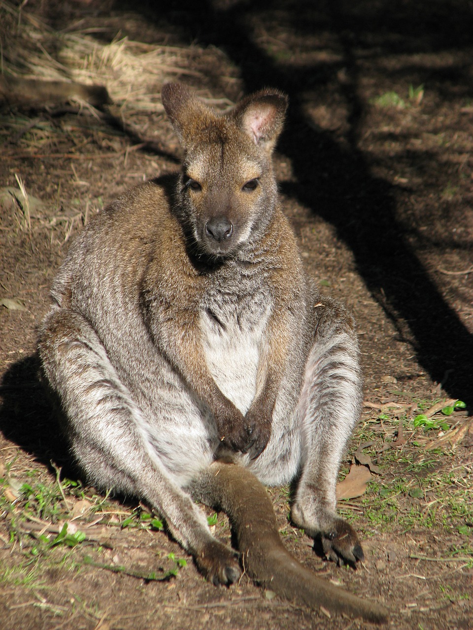 kangaroo wildlife australia free photo