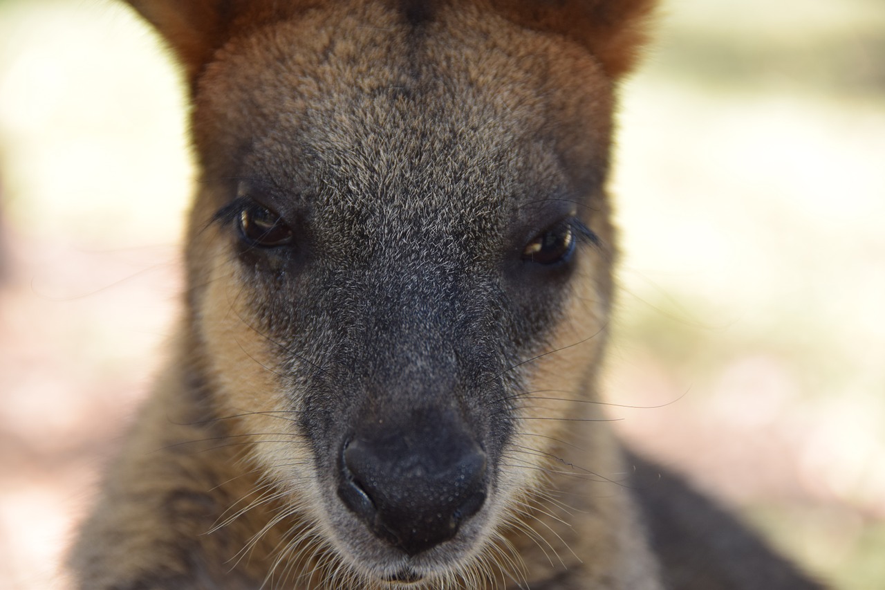 kangaroo portrait animal free photo