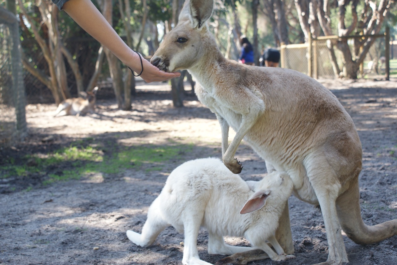 kangaroo joey australia free photo