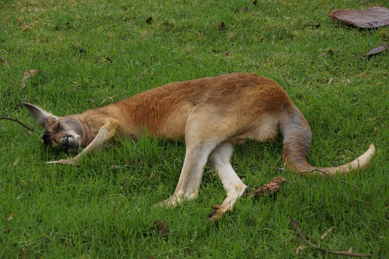 kangaroo rest grass free photo