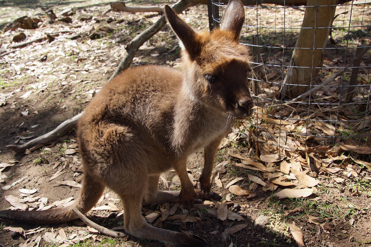 kangaroo wallaby animal free photo
