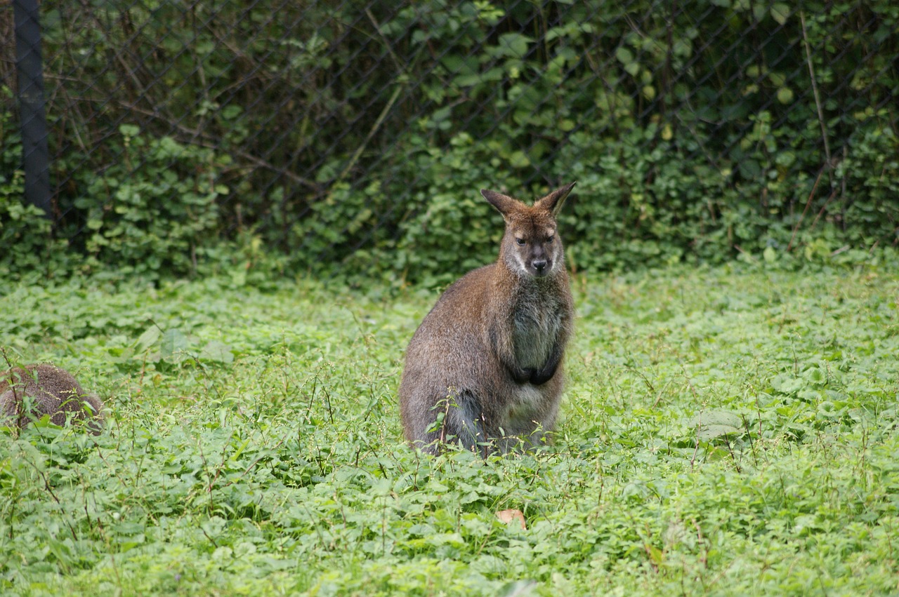 kangaroo grass zoo free photo