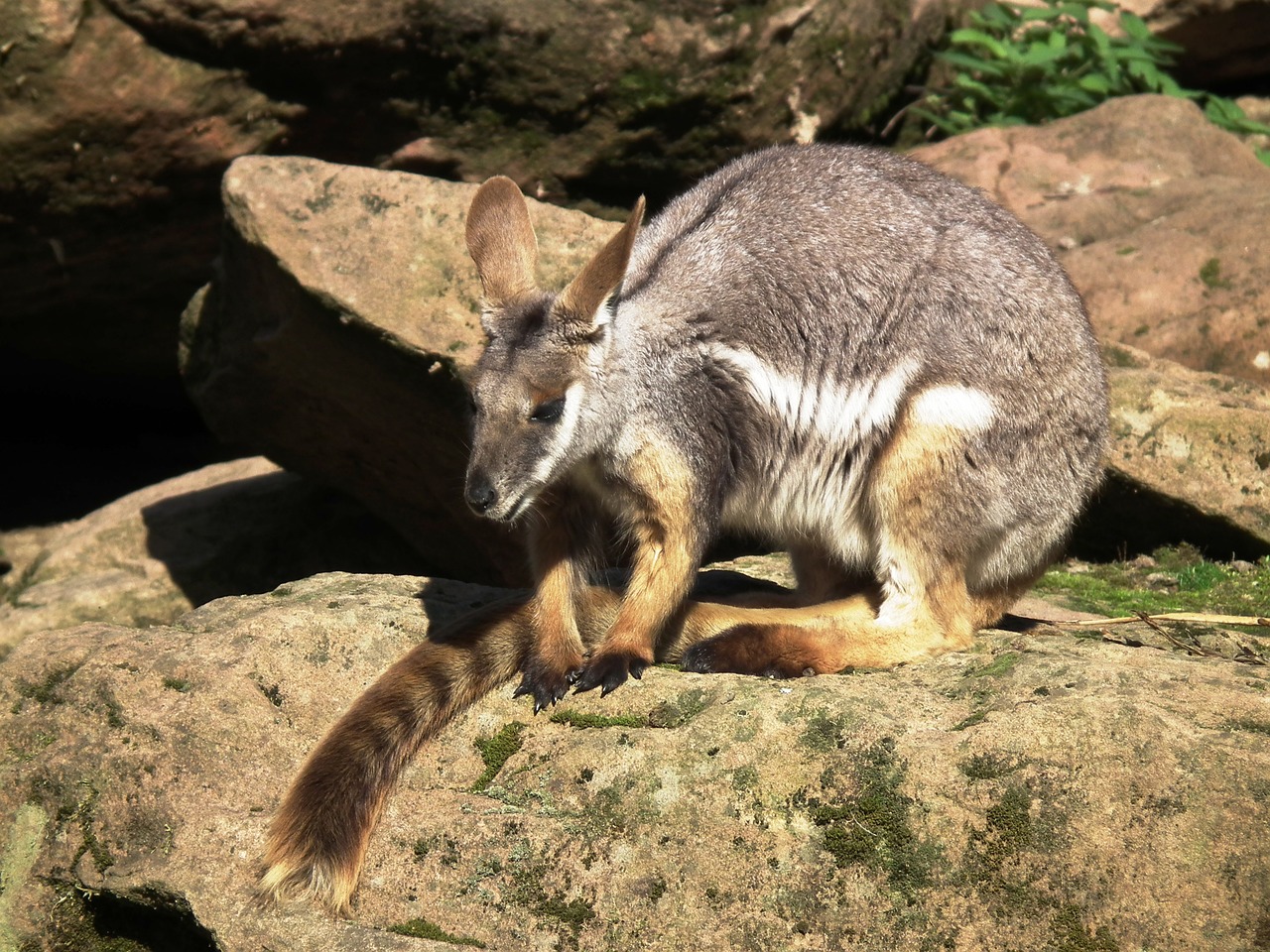 kangaroo marsupial mammal free photo
