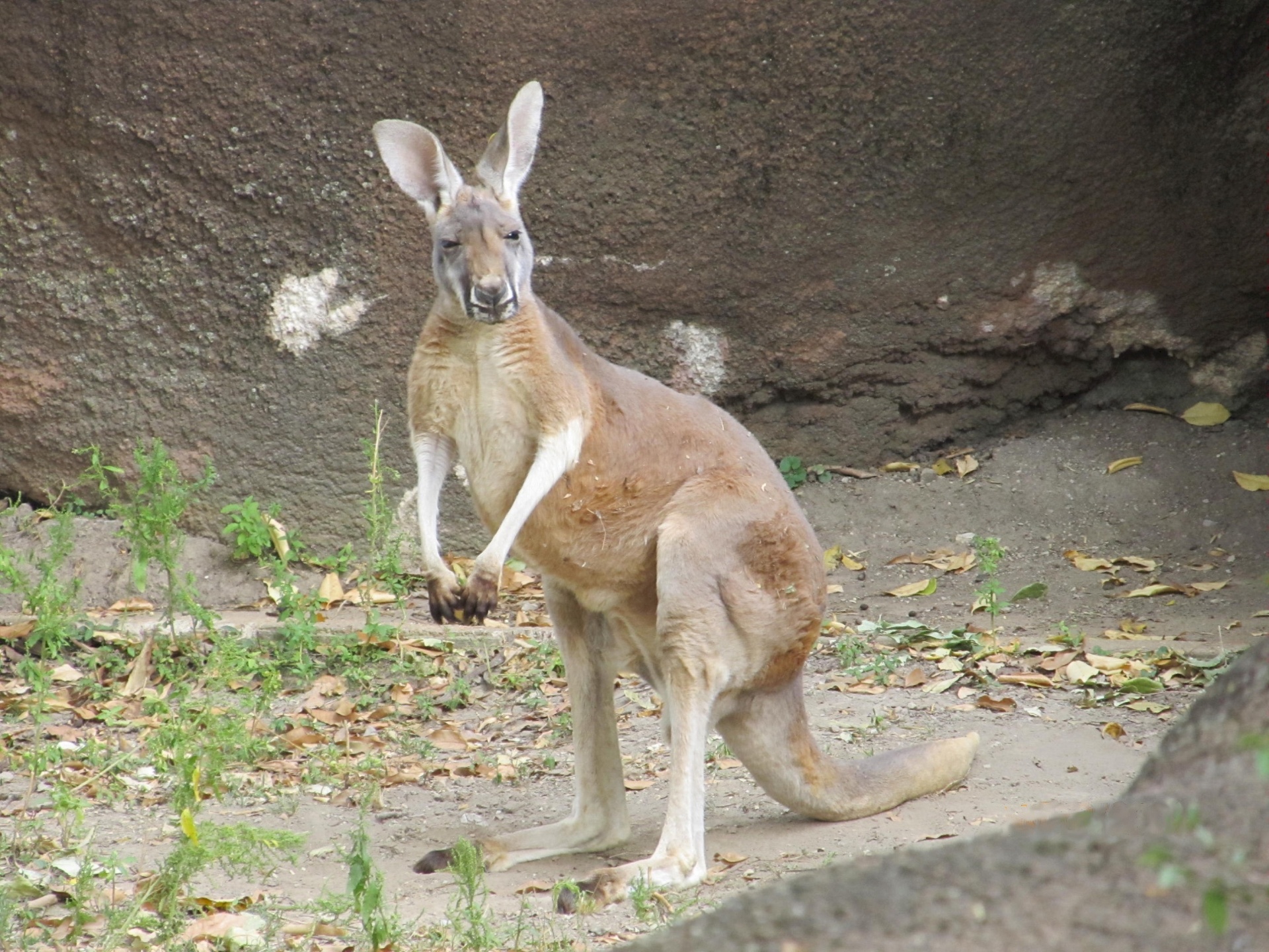 kangaroo standing looking free photo