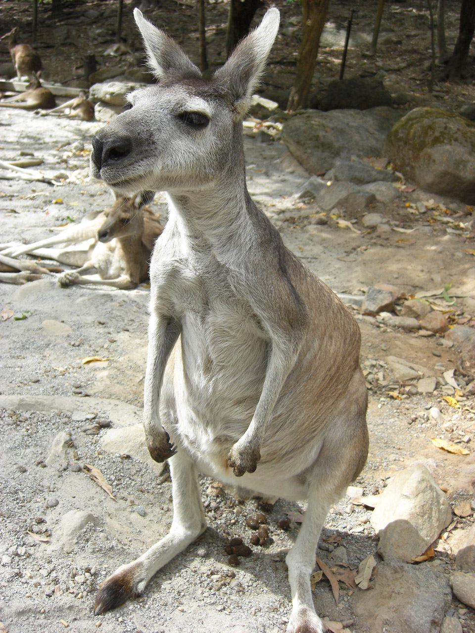 kangaroo zoo australia free photo