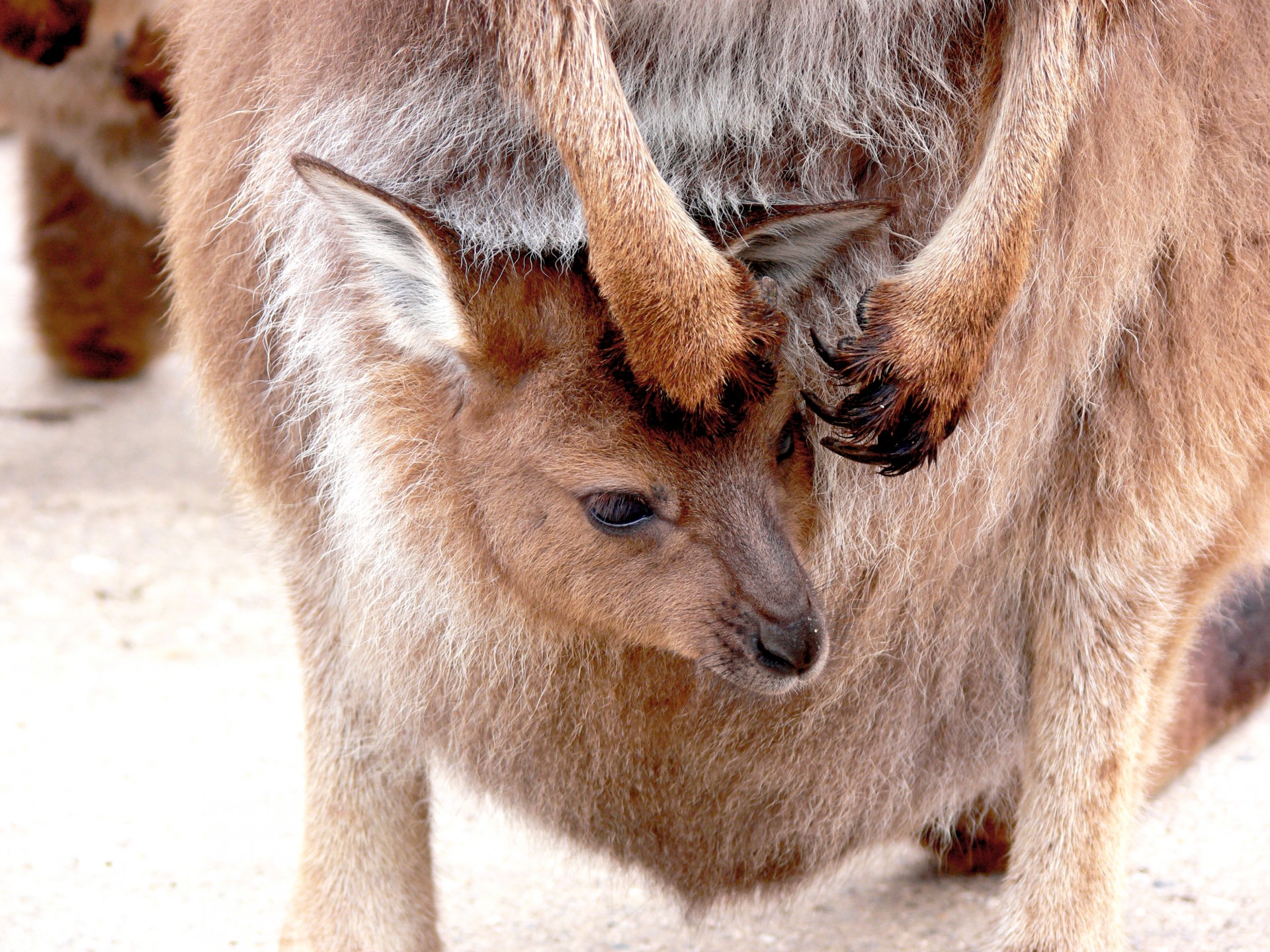 kangaroo joey pouch free photo