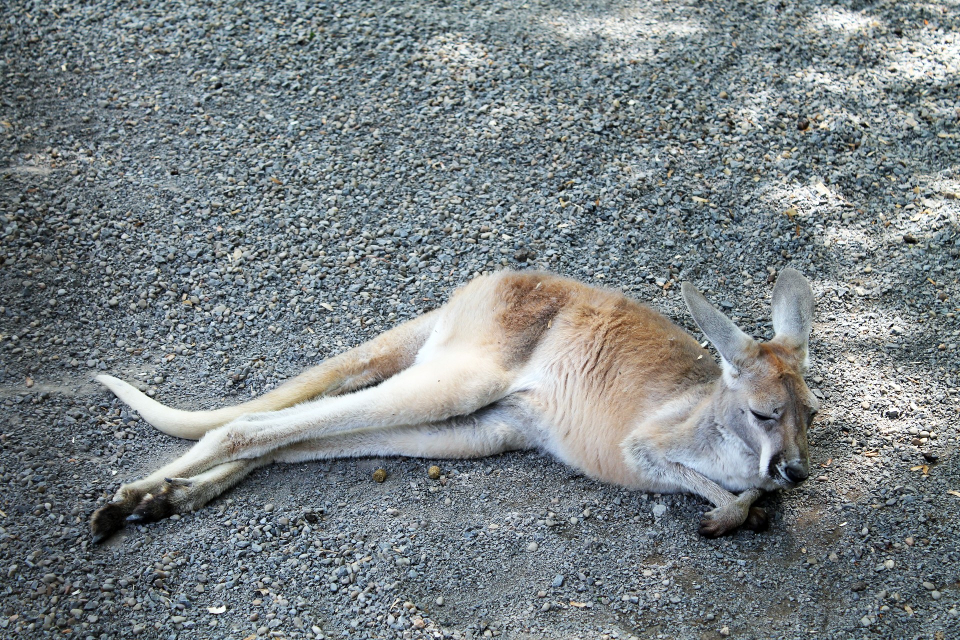 kangaroo lazy sleeping free photo