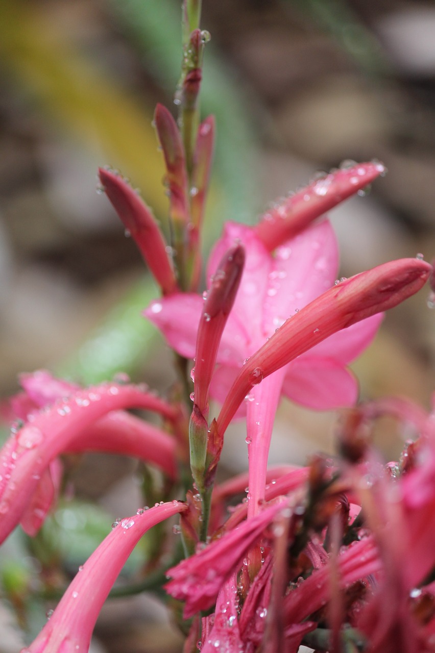 kangaroo paw plant flower free photo