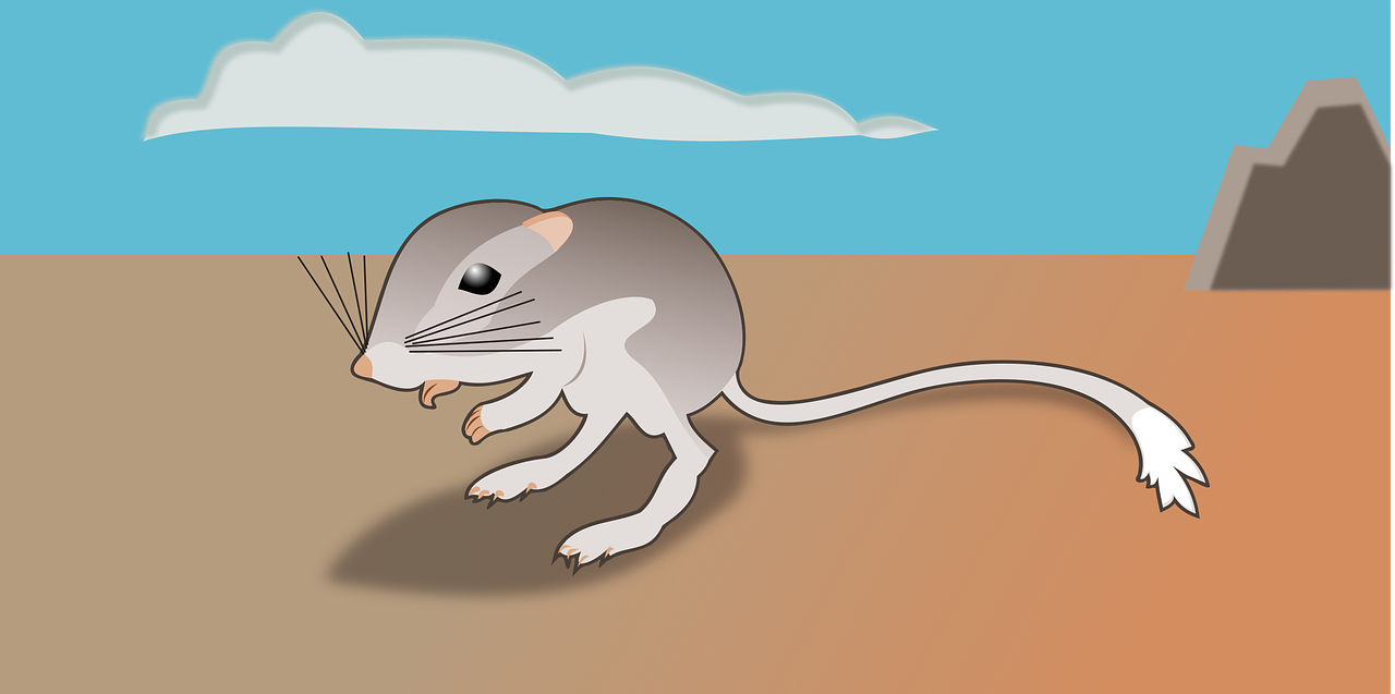 kangaroo rat animal animals free photo