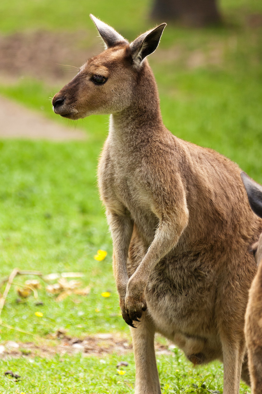 animal australia australian free photo