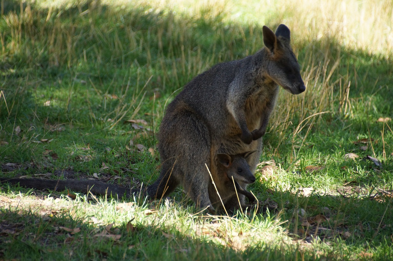 kangaroos mother baby free photo
