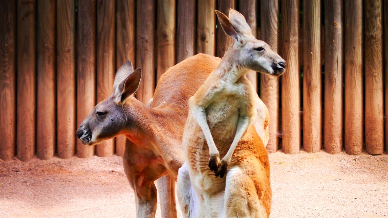 kangaroos marsupial red kangaroo free photo