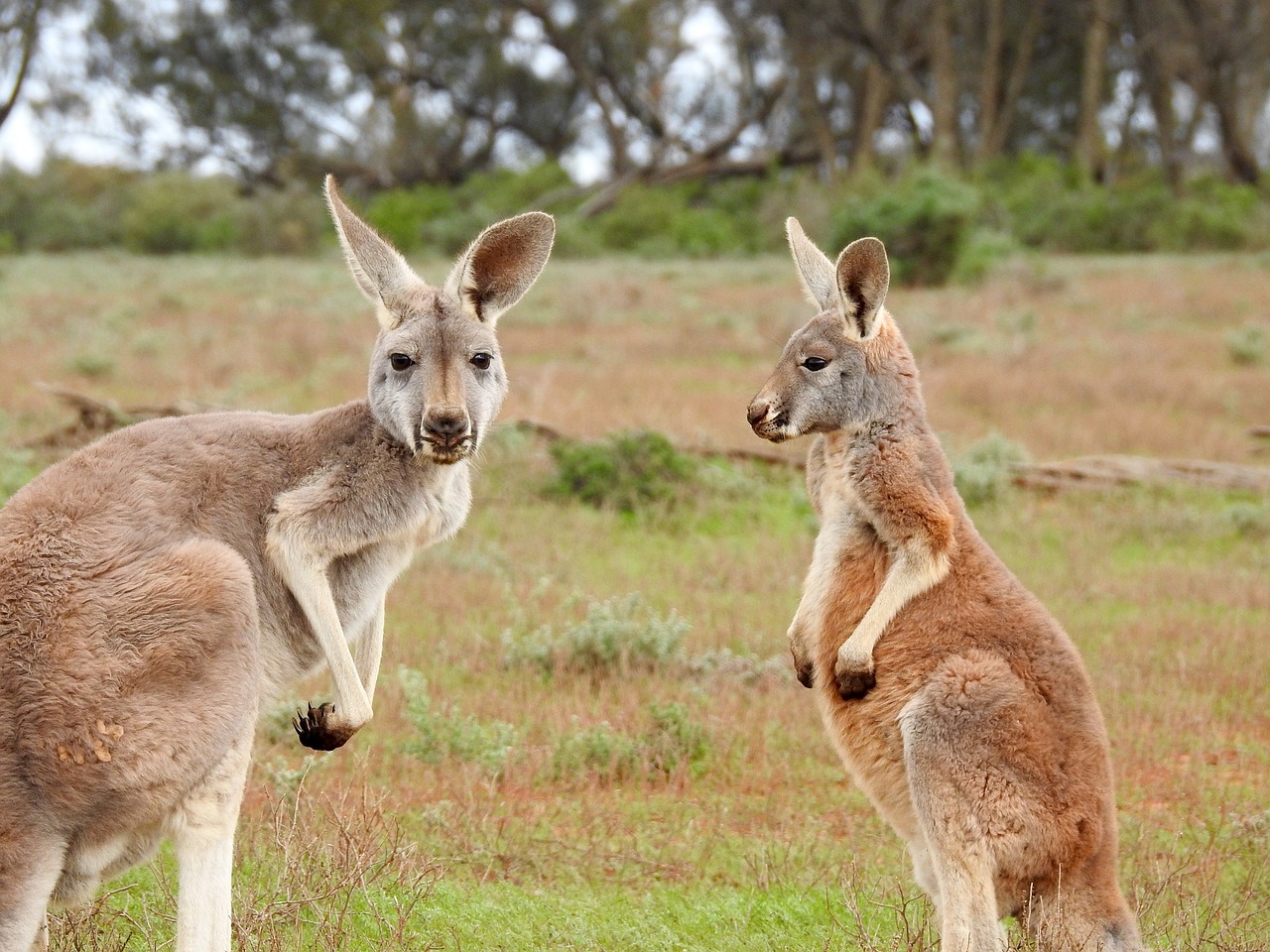 kangaroos standing looking free photo