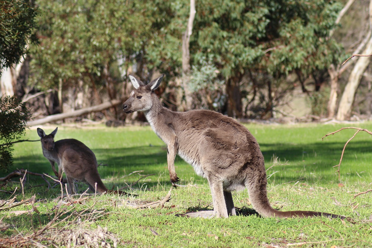 kangaroos  wild  marsupials free photo