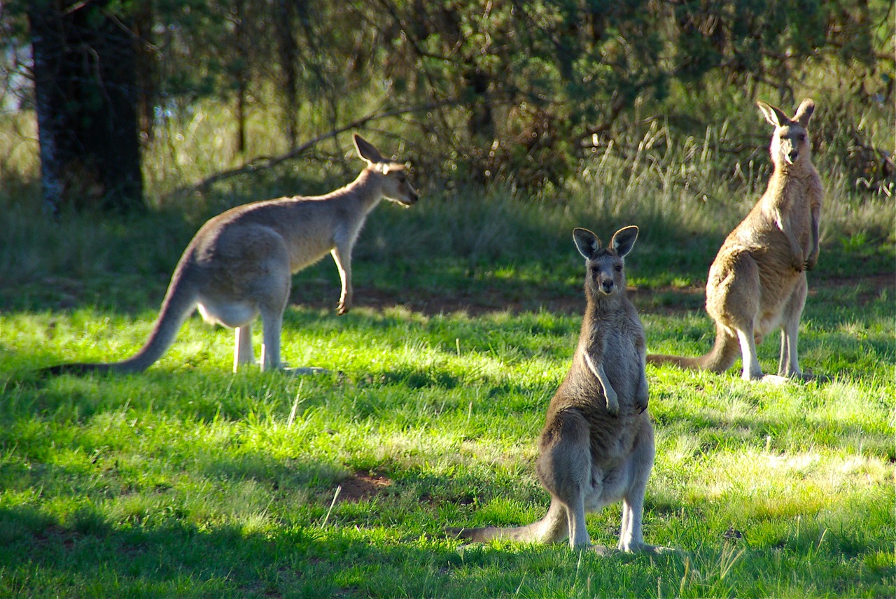 kangaroos animal kangaroo free photo