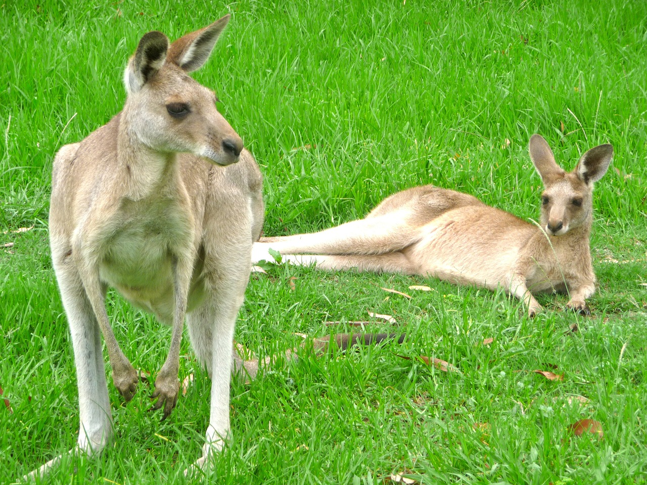 kangaroos animal kangaroo free photo