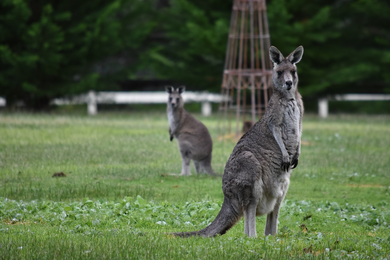 kangaroos  wildlife  nature free photo