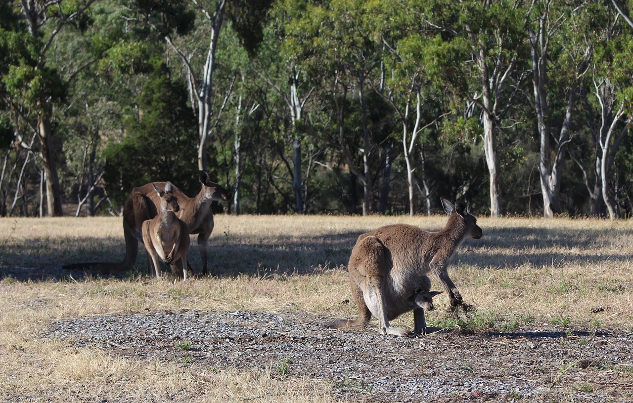 kangaroos  wild  conservation park free photo