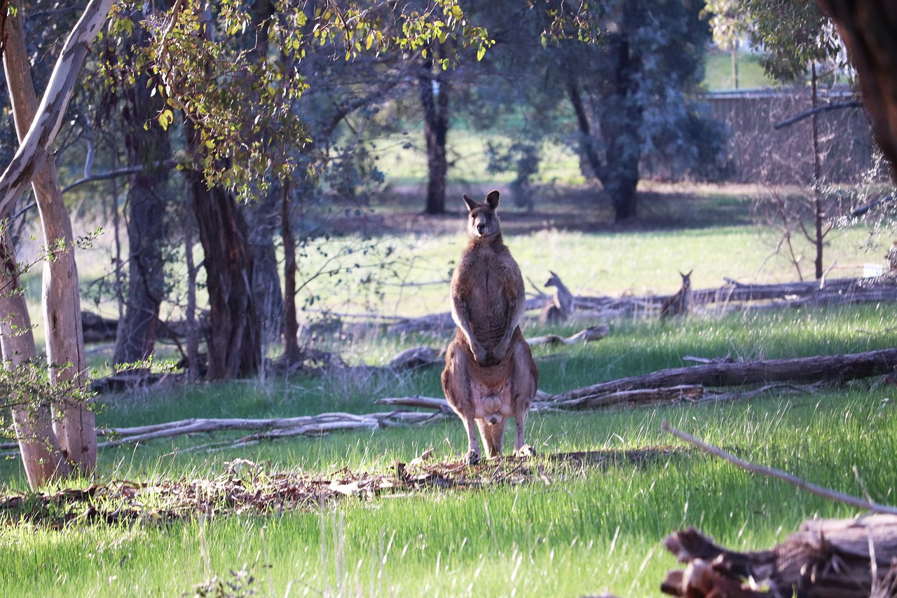 kangaroos  wild  animals free photo