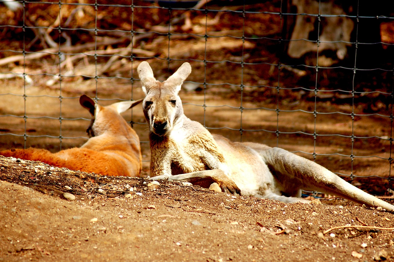 kangaroos australia zoo free photo