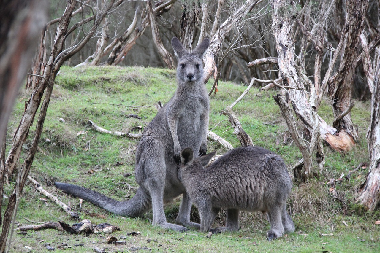 kangaroos marsupial nature free photo